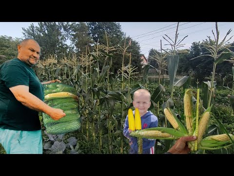 Видео: Що вийшло? Насадили Солодку Кукурудзу. Як вирощували