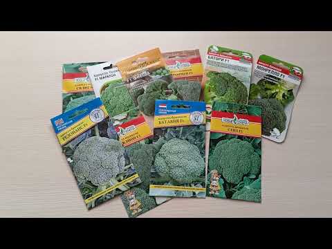 Видео: Тонкости выращивания капусты брокколи.Лучшие гибриды.м-н ДАЧА г.Каменск-Уральский.19 октября 2023 г.