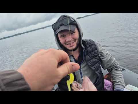 Видео: Рыбалка Верхняя Волга Конаково Ловим судаков