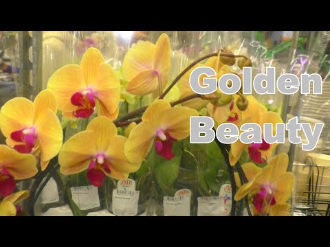 Видео: Орхидеи с НАЗВАНИЯМИ в Леруа Мерлен обзор 💮💐 Красивые Биглипы и Мультифлоры от JMP 😊 Цены РАЗНЫЕ!!!