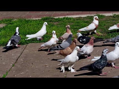 Видео: Гоняем голубей у дяди Миши / Бакинские голуби г. Золотоноша 16.05.21