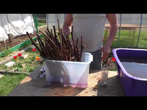 Видео: Посадка виноградных черенков в теплую грядку( школку).