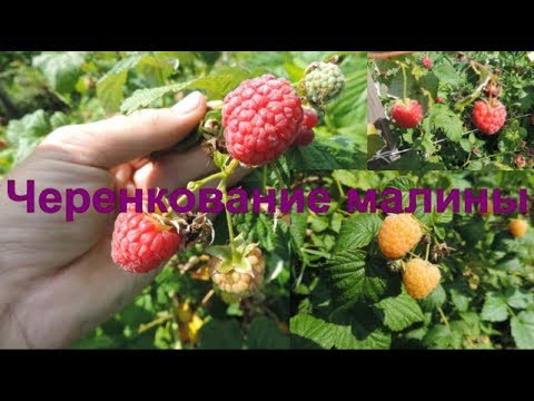 Видео: Зеленое черенкование малины. Особенности размножения малины при помощи зеленых черенков