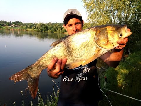 Видео: Первый выезд на ТОЛСТОЛОБА и такой УСПЕХ / Ловля толстолоба 2019 / ловля КАРПА на БОЙЛЫ / ЛОБАТЫЙ