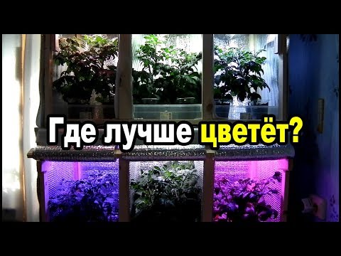 Видео: Лампы для растений какие лучше. Тест шести спектров фитоламп на цветении.
