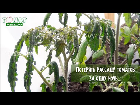 Видео: Потерять рассаду томатов за одну ночь...