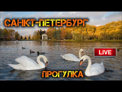 Видео: Дневная прогулка Питер