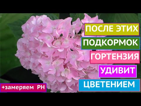 Видео: КАК ДОБИТЬСЯ РОСКОШНОГО ЦВЕТЕНИЯ ГОРТЕНЗИЙ+БОНУС!!