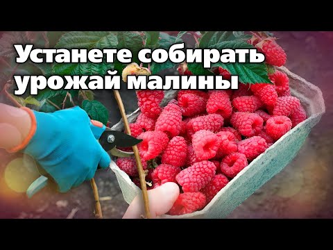 Видео: Ремонтантная малина. Советы по выращиванию