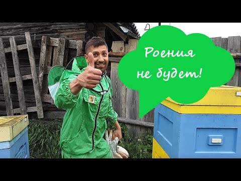 Видео: Как вывести пчёл из роевого состояния