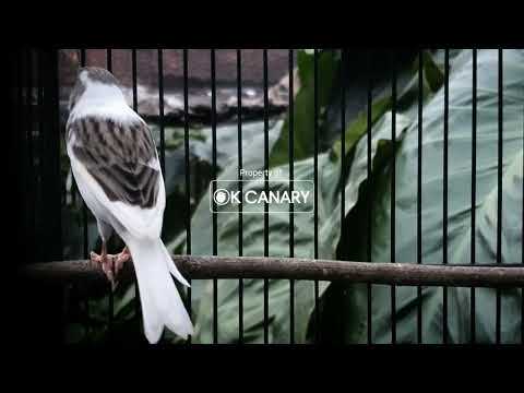 Видео: Секрет быстрой трели канарейки: Лучшие звуки для дрессировки❗❗