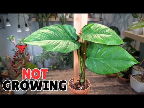 Видео: Не могу поверить, что корни выглядели так...