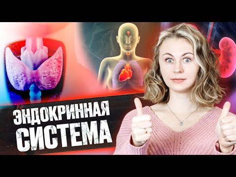 Видео: Эндокринная система | Летний курс | БиоФАК 2022
