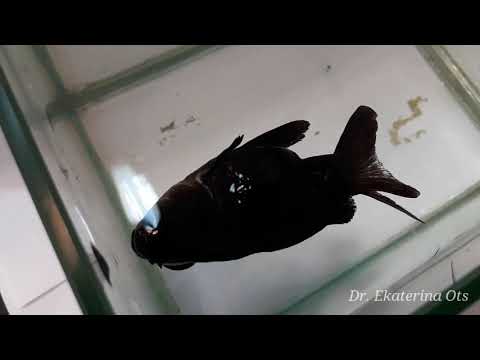 Видео: Болеет золотая рыбка. Телескоп. Самые опасные болезни. Рыбка заболела.