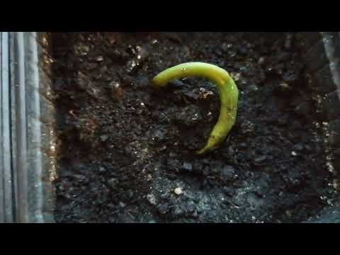 Видео: Ногоплодник (Подокарп). Выращивание из семян