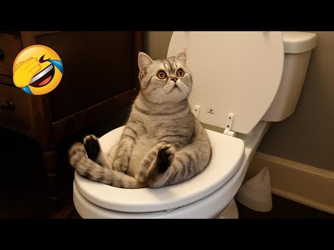 Видео: Не засмейся 😂 Смешные видео с животными 2025 😅 Часть 16