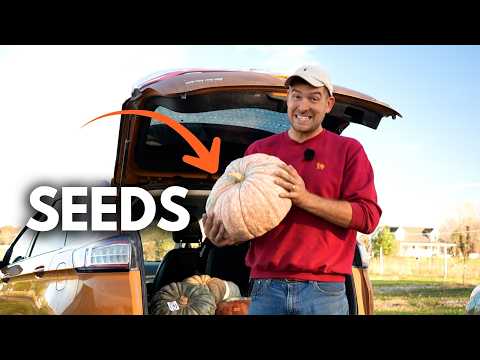 Видео: Как получить практически БЕСПЛАТНЫЕ семена тыквы из ДОРОГИХ тыкв