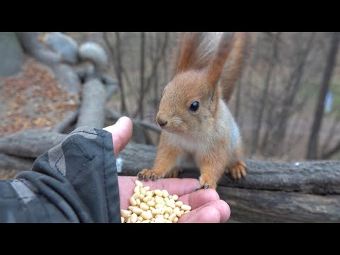 Видео: Прибегала Рыжая. Зарисовка / Redhead came running. The sketch