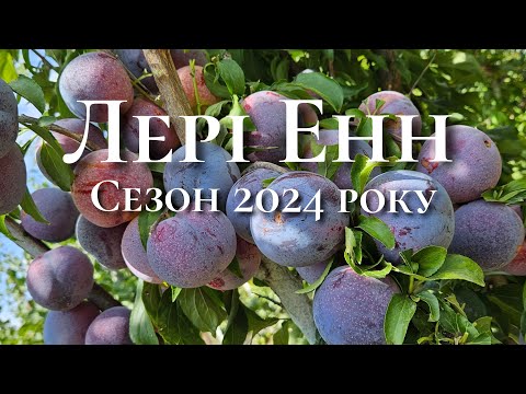 Видео: Слива Лері Енн.Сорт сливи для гурманів.