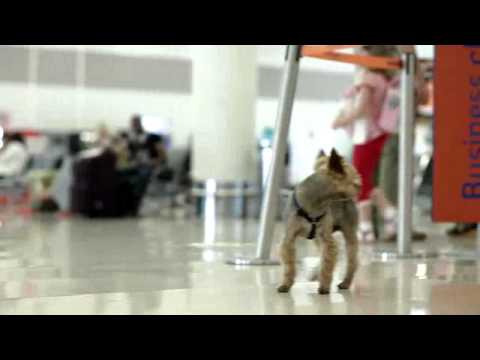 Видео: SVOя профессия: Диспетчер по организации авиаперевозок (пассажирских)