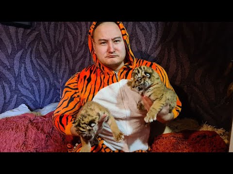 Видео: Mother tiger doesn't feed cubs, TIGERDAD to the resque/ Тигрица без молока ,не беда есть ТИГРОПАПА 7