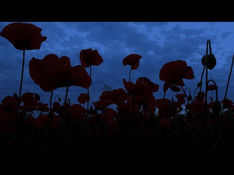 Видео: Ночью в маковом поле со звуками сверчков и птиц для крепкого сна, релаксации, антистресс