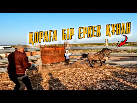 Видео: Еркек құнан сатып алдық | Өз таңбамды басып, саяқтарға қосып жібердім.