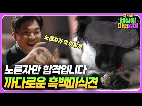 Видео: Питомцы с особыми талантами