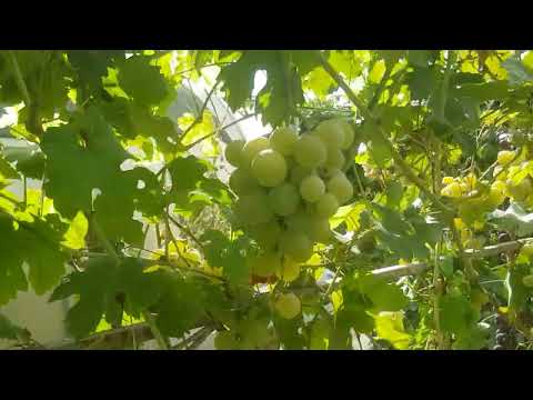 Видео: Про метод Дзамболата Кундухова:применение и первые  результаты..