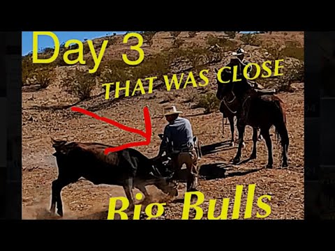 Видео: День 3. Ловля больших диких быков