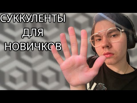 Видео: 5 лучших СУККУЛЕНТОВ для НАЧИНАЮЩИХ