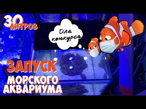 Видео: Запуск морского аквариума на 30 литров