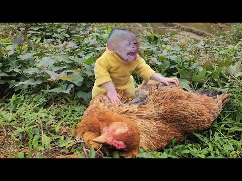 Видео: Маленькая обезьянка Бубу испугалась и загрустила, когда обнаружила мертвого цыпленка