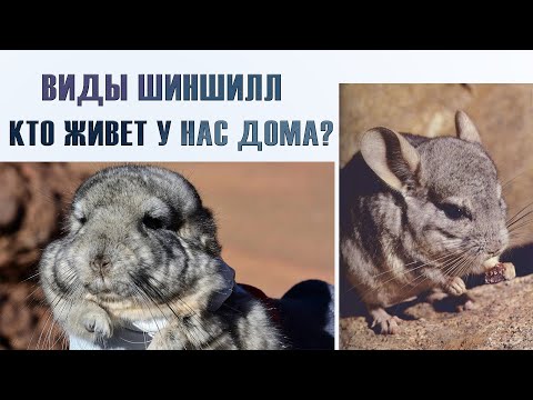 Видео: Виды шиншилл. Длиннохвостая и короткохвостая шиншилла.