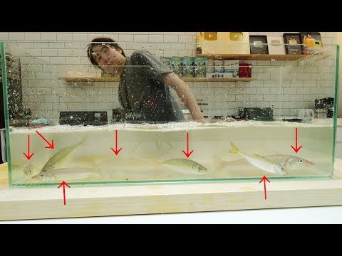 Видео: Я пытался сделать то, чего не стал бы делать дома. [издание Силлагиниды]