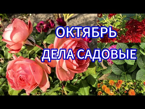 Видео: Укрытие крупнолистной гортензии. Перец, томаты, цветы.