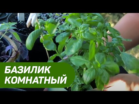 Видео: Базилик комнатный. Как правильно посеять базилик и как за ним ухаживать?