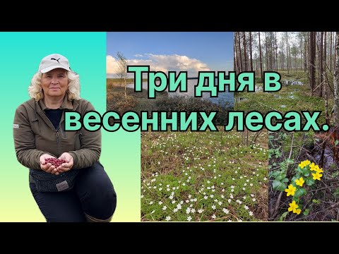 Видео: Весенний поход в ЛЕСА и на БОЛОТА. Лесная ИЗБУШКА приютила. Вешняя клюква.