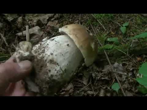 Видео: Да сколько же их тут? и всё БЕЛЫЕ ГРИБЫ.
