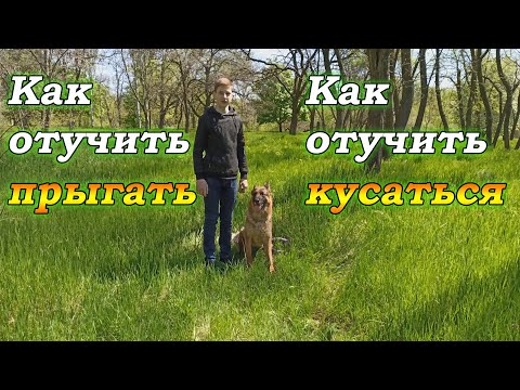 Видео: Как отучить щенка кусаться и прыгать | Что делать если щенок кусается, прыгает.