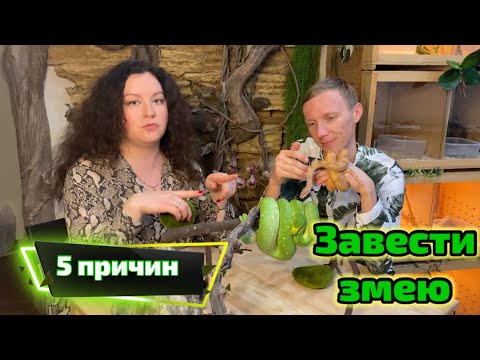 Видео: 5 причин завести змею