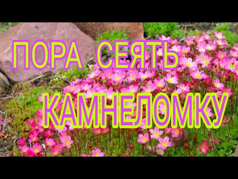 Видео: Камнеломка!!! Правильный посев, отличная всхожесть семян!!! Шикарный почвопокровник!!!