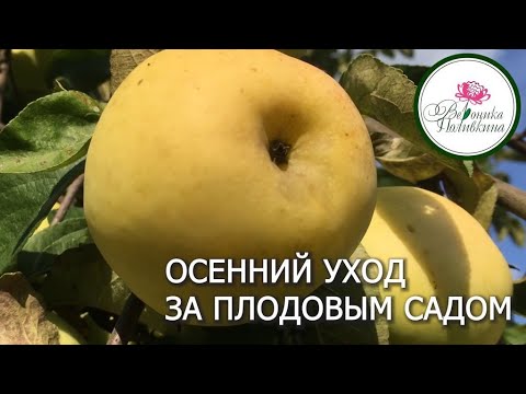 Видео: УХОД ЗА ПЛОДОВЫМ САДОМ ОСЕНЬЮ