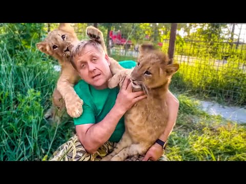 Видео: Я не помню чтобы маленькие львята были НАСТОЛЬКО ЛАСКОВЫМИ, они просто залюбили Олега Зубкова)))