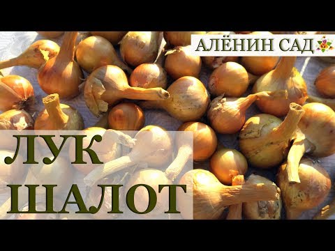 Видео: ЛУК ШАЛОТ сорта Голден Гурме / Мой опыт выращивания