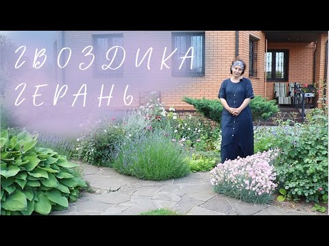 Видео: Гвоздика I Герань I Сад Людмилы Кудасовой