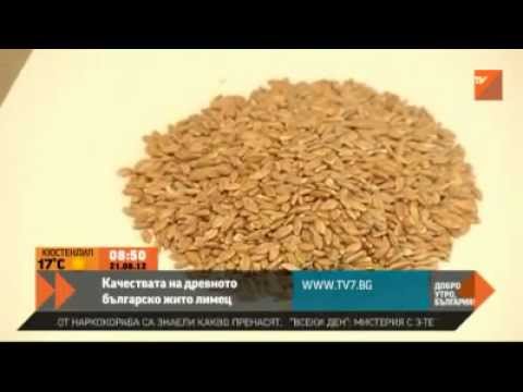 Видео: Качествата на древното българско жито лимец