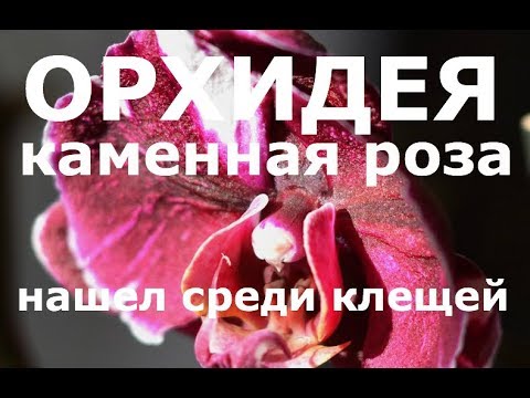 Видео: орхидея КАМЕННАЯ РОЗА уцененка за 199 рублей, пересадка