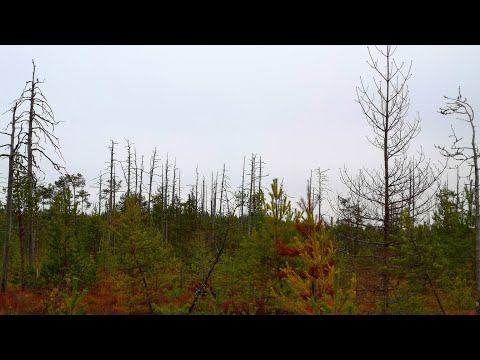 Видео: Лето в тайге. Жизнь и промысел в глуши. Сбор морошки, рыбалка на ручье. Наш лесной огород.
