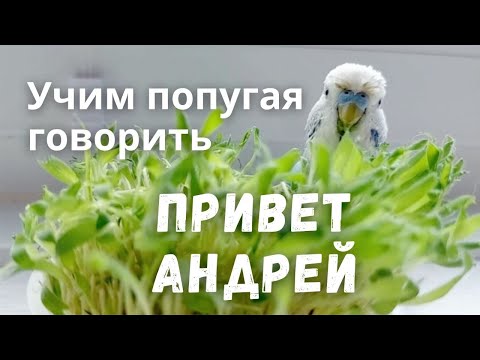 Видео: Учим попугая говорить Привет, Андрей!